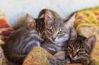 Three kittens snuggled up together. Art Print